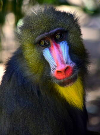Peluche Mandrill, réaliste, 31 cm - Authentic Peluches