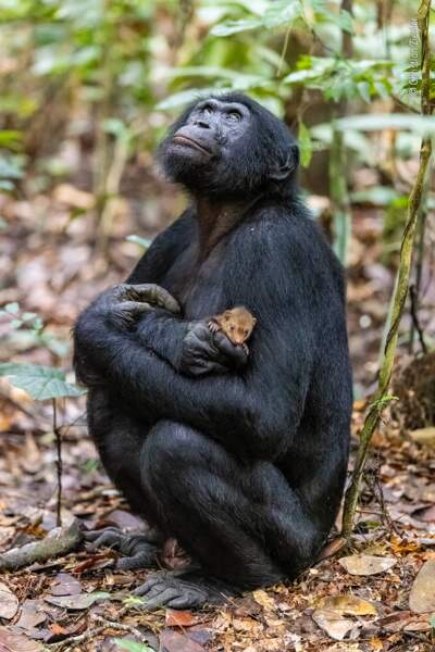 Le bonobo et la mangouste 