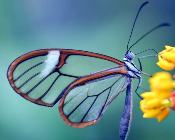 Papillon aux ailes transparentes (1/2)