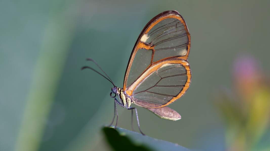 Papillon aux ailes transparentes (2/2)