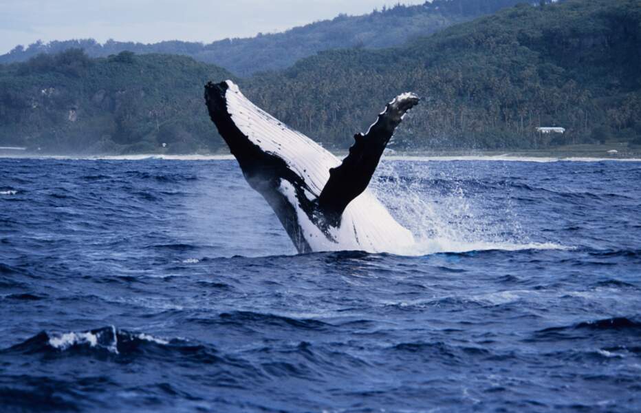 Observer les baleines à bosse en Polynésie française