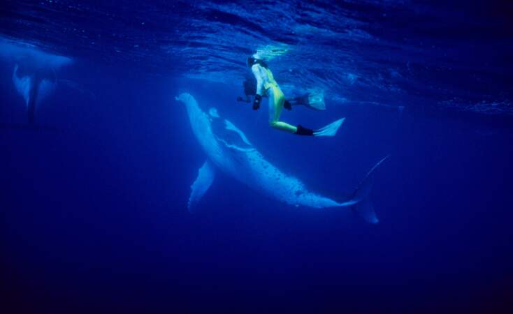 Nager avec les baleines à bosse en Polynésie française