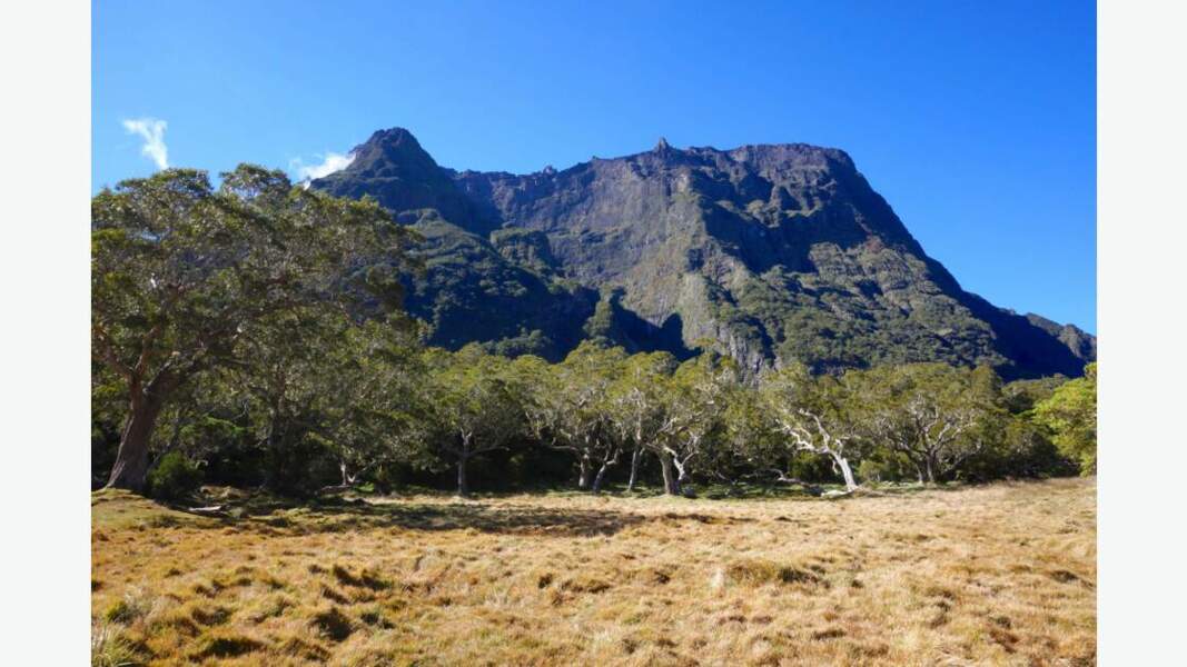 La Plaine des Tamarins