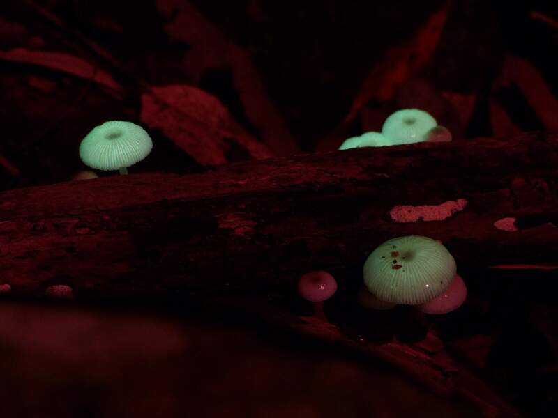 Champignon bioluminescent  (2/2)