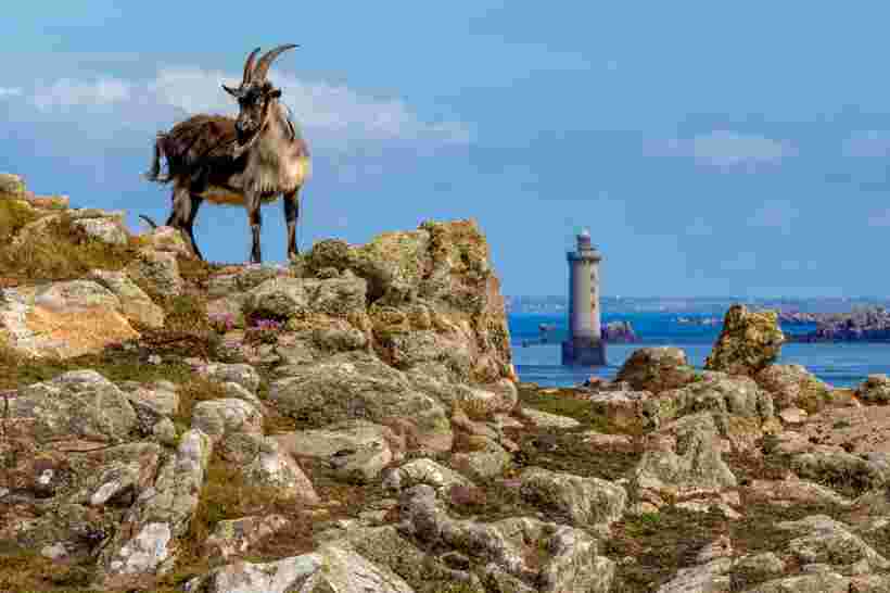 L'île d'Ouessant, refuge breton de l'abeille noire 3 L'île d'Ouessant, refuge breton de l'abeille noire