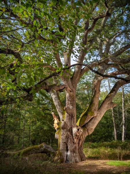 Le gros chêne de Faverolles