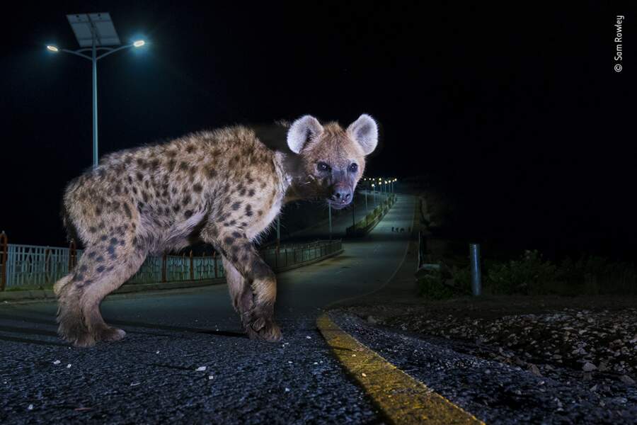 L'autoroute des hyènes (Hyena highway)
