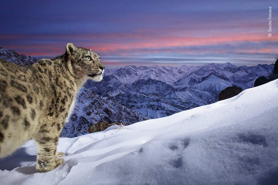 Monde de la panthère des neiges (World of the snow leopard)