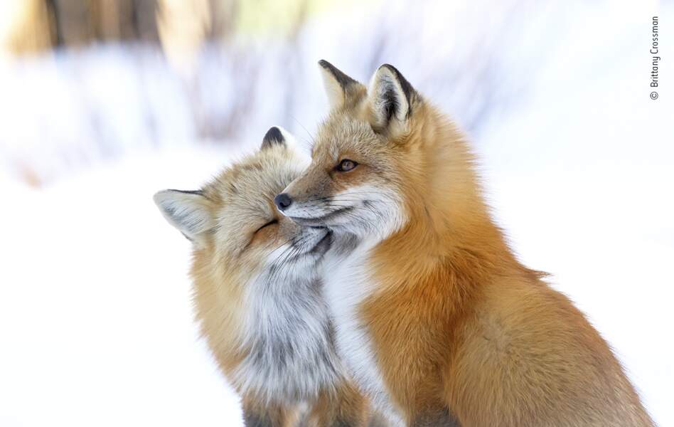 L'affection du renard (Fox affection)