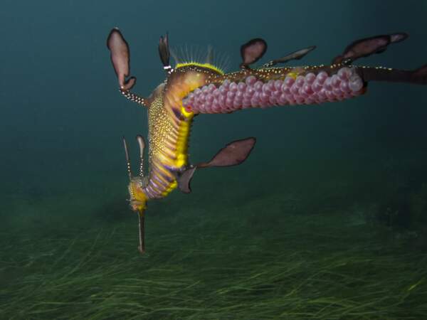 Un dragon de mer feuillu mâle porte des oeufs roses sur sa queue - "A Male Weedy Seadragon Carries Pink Eggs On Its Tail"