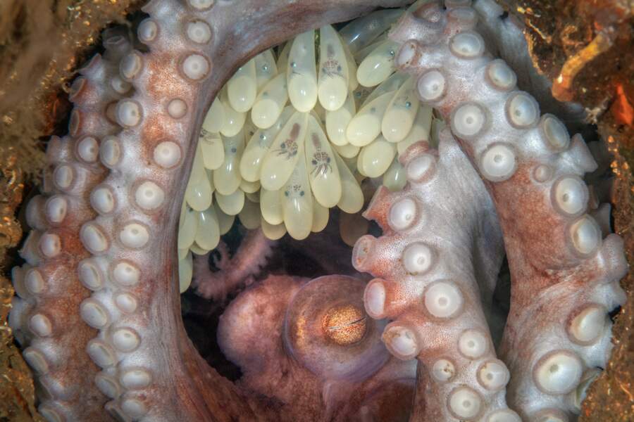 Mère pieuvre - "Octopus Mother"