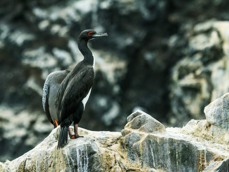 Le cormoran de Bougainville