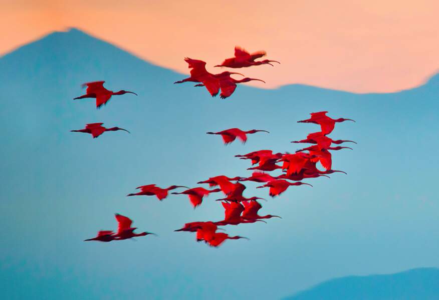Contempler le vol des ibis rouges