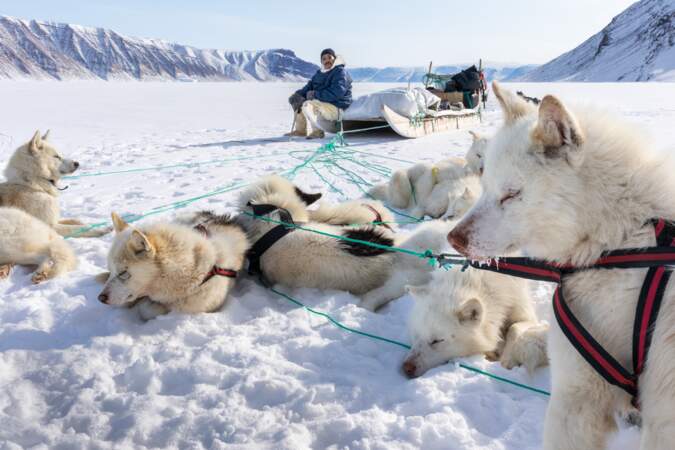 Les chiens groenlandais sont une race protégée