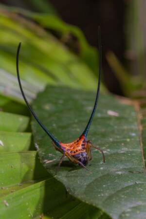 Araignée à cornes de Thaïlande