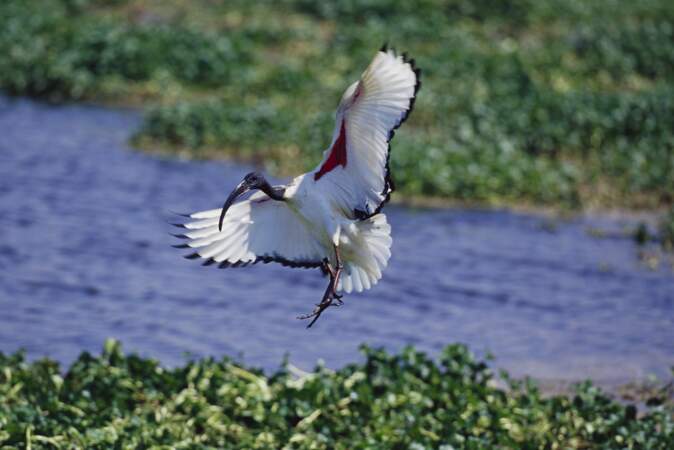 Un ibis sacré