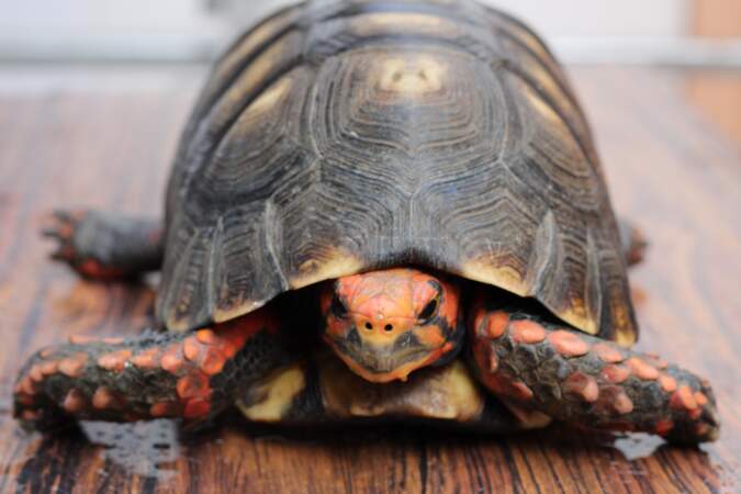 La tortue charbonnière à pattes rouges