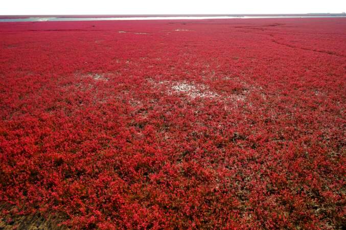 La plage rouge de Panjin