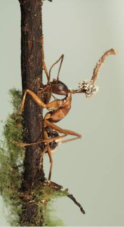 Une fourmi parasitée par un champignon 