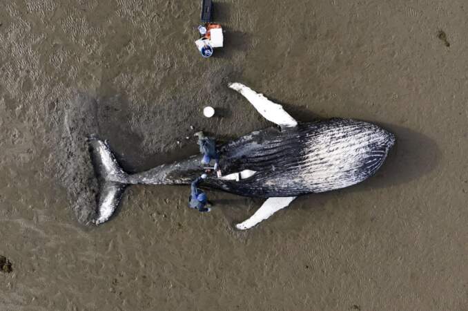 Autopsie d'une baleine à bosse échouée