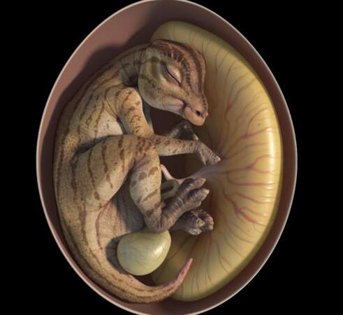 Un embryon de dinosaure