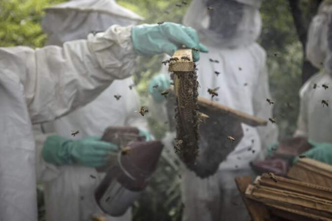 Un projet d'apiculture durable en Guinée
