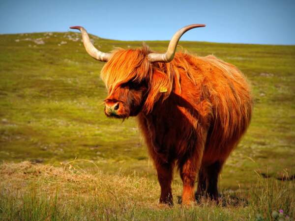 Vache écossaise, par Nathalie Gamondes