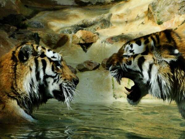 Tigres, par Nadia Boquet