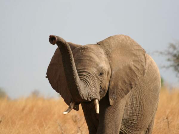L’éléphant de savane d’Afrique
