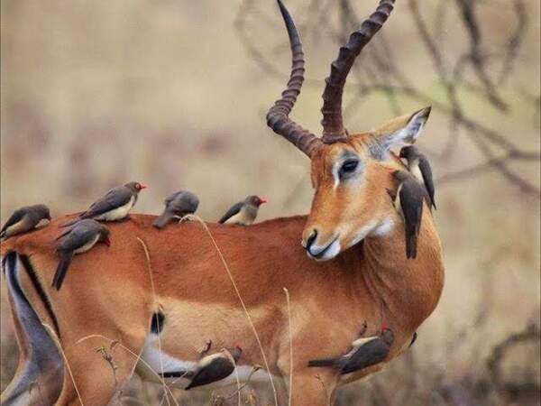 La gazelle à front roux (Eudorcas rufifrons)