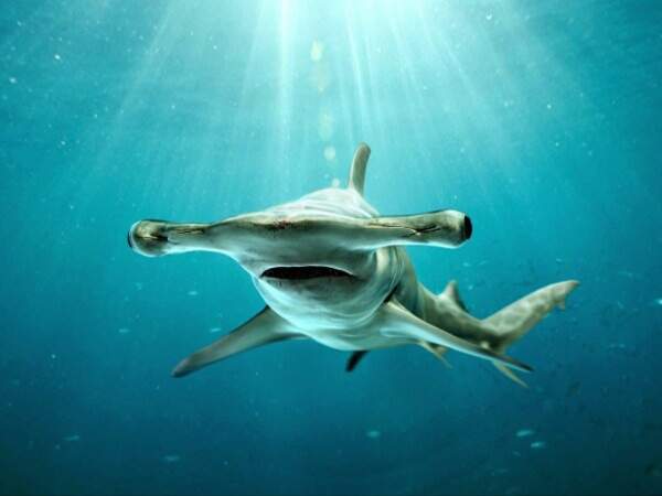 Le grand requin-marteau (Sphyrna mokarran)