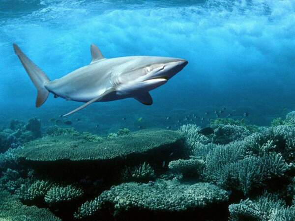 Le requin soyeux (Carcharhinus falciformis)