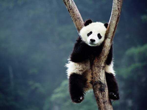Jeune panda dans la vallée de Wolong, province du Sichuan, Chine