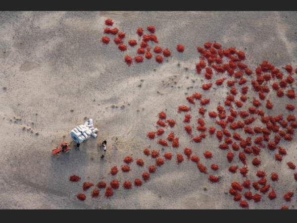 Des piments rouges étalés pour être séchés dans le désert après la récolte près de Baicheng. Xinjiang, Chine.