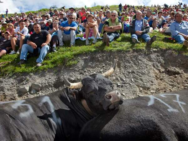 Des vaches combattent lors de la fête des bergers du col du Petit-Saint-Bernard