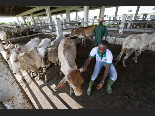 A Idaban, au Nigeria, les étudiants disposent d'une ferme d'élevage.