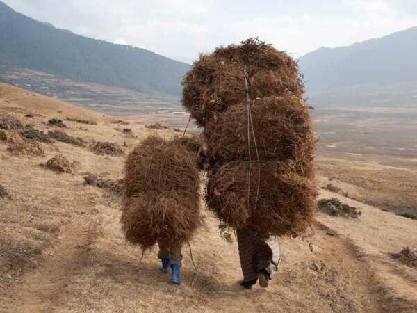 Dans la vallée de Tang, au Bhoutan, l’agriculture n’est pas encore mécanisée