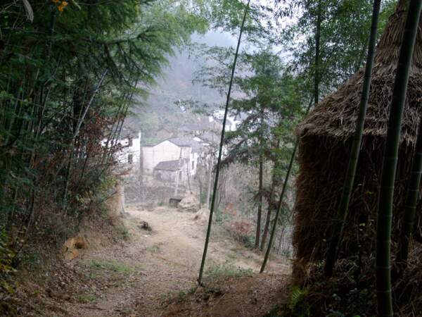 Forêt de bambous près du village de Zhaji, en Chine