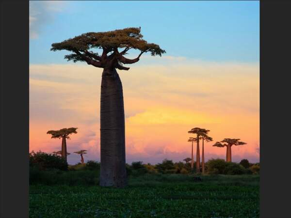 Ces baobabs, situés dans la région de Morondava, à Madagascar, rappellent l’ancienne forêt épaisse qui recouvrait autrefois le territoire.