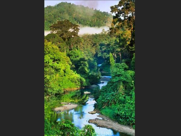 La forêt tropicale de Bornéo, en Asie du sud-est. 
