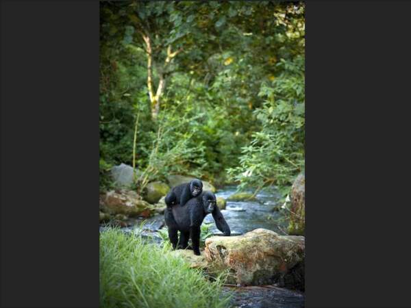 Un gorille et son petit, au Rwanda.  