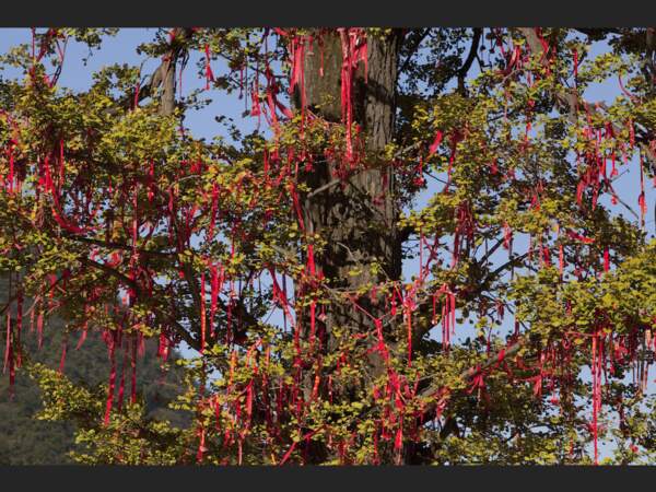 Rubans colorés dans un arbre dans les monts Wudang, en Chine