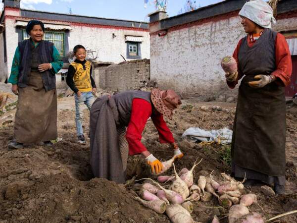 Le rouleau compresseur han a épargné peu de villes sur le tracé. Cependant, à Gyantese, le mode de vie traditionnel tibétain perdure