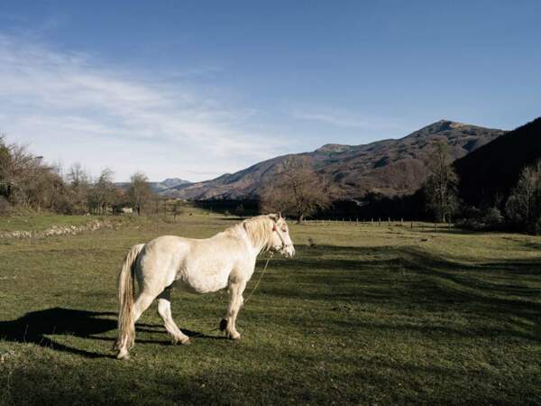 Un cheval s'ébroue dans le massif de Bjeshkët e Nemuna, aux confins du Monténégro, de l'Albanie et du Kosovo