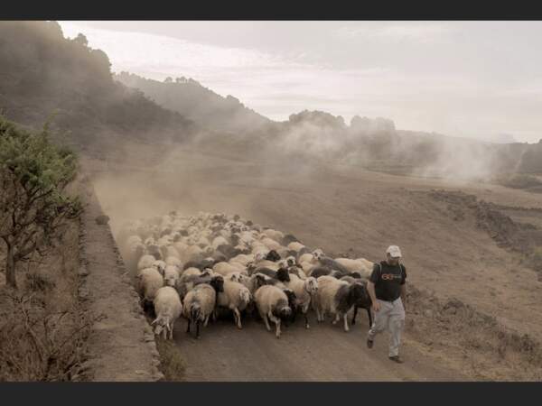 Troupeau de chèvres et de moutons sur l'île d'El Hierro, aux Canaries, en Espagne