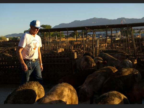 Bob Combs, éleveur de cochons près de Las Vegas, aux Etats-Unis.