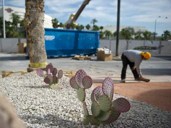 A Las Vegas, aux Etats-Unis, on plante des cactus, peu gourmands en eau.