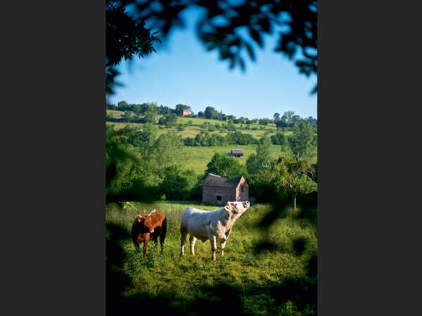Deux vaches dans un pré, une vision typique du Pays d’Auge, en Normandie