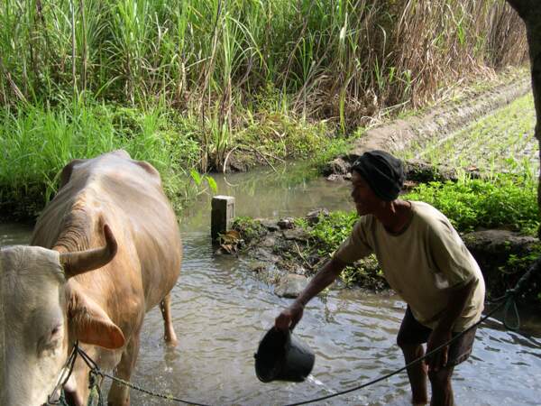 Ce paysan de Bebekan lave sa vache (Java, Indonésie).