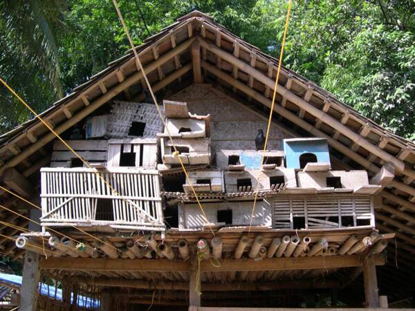 Cette maison est réservée aux colombes, que l'on élève pour le plaisir dans le village de Bebekan (Java, Indonésie).
